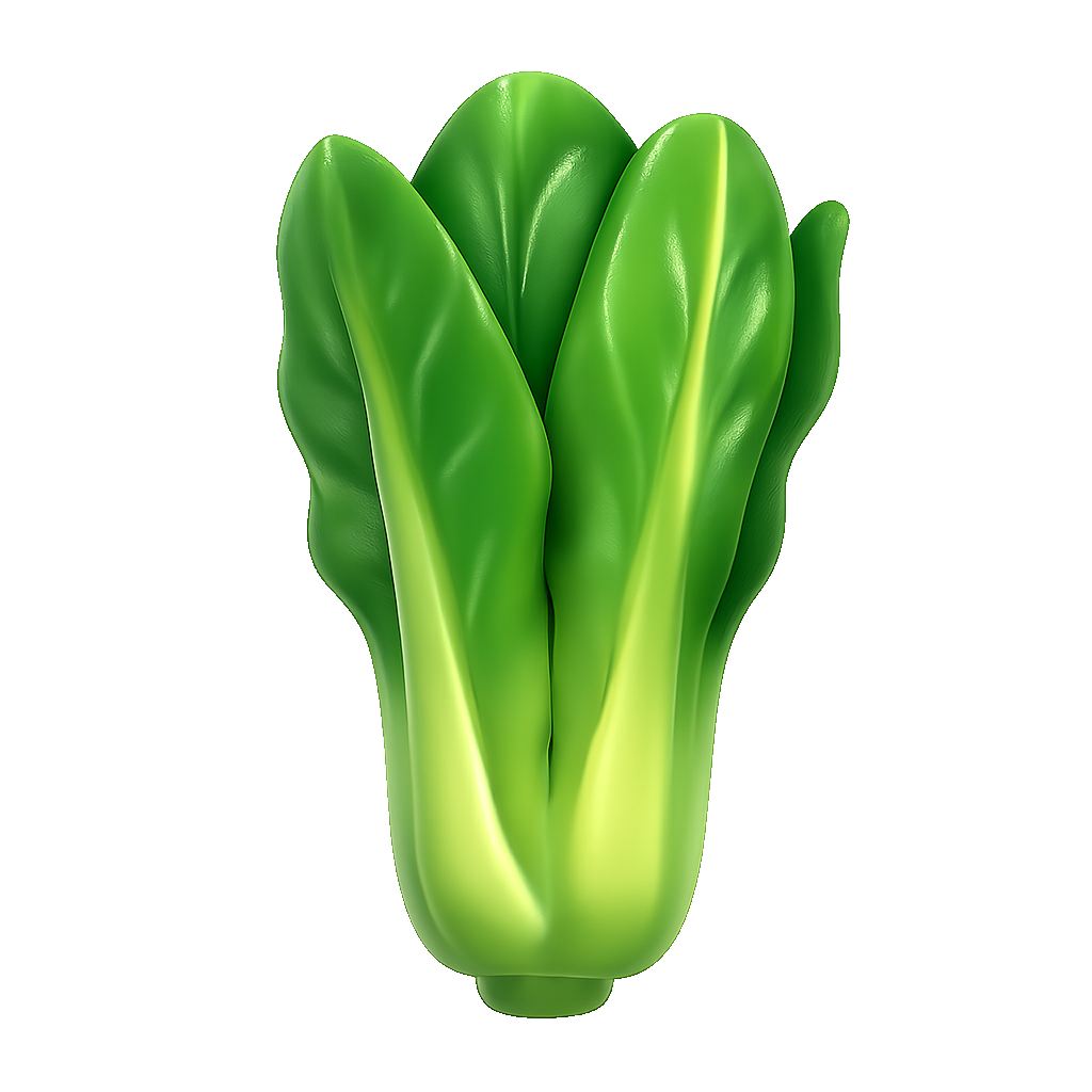 xà lách dầu romaine lettuce