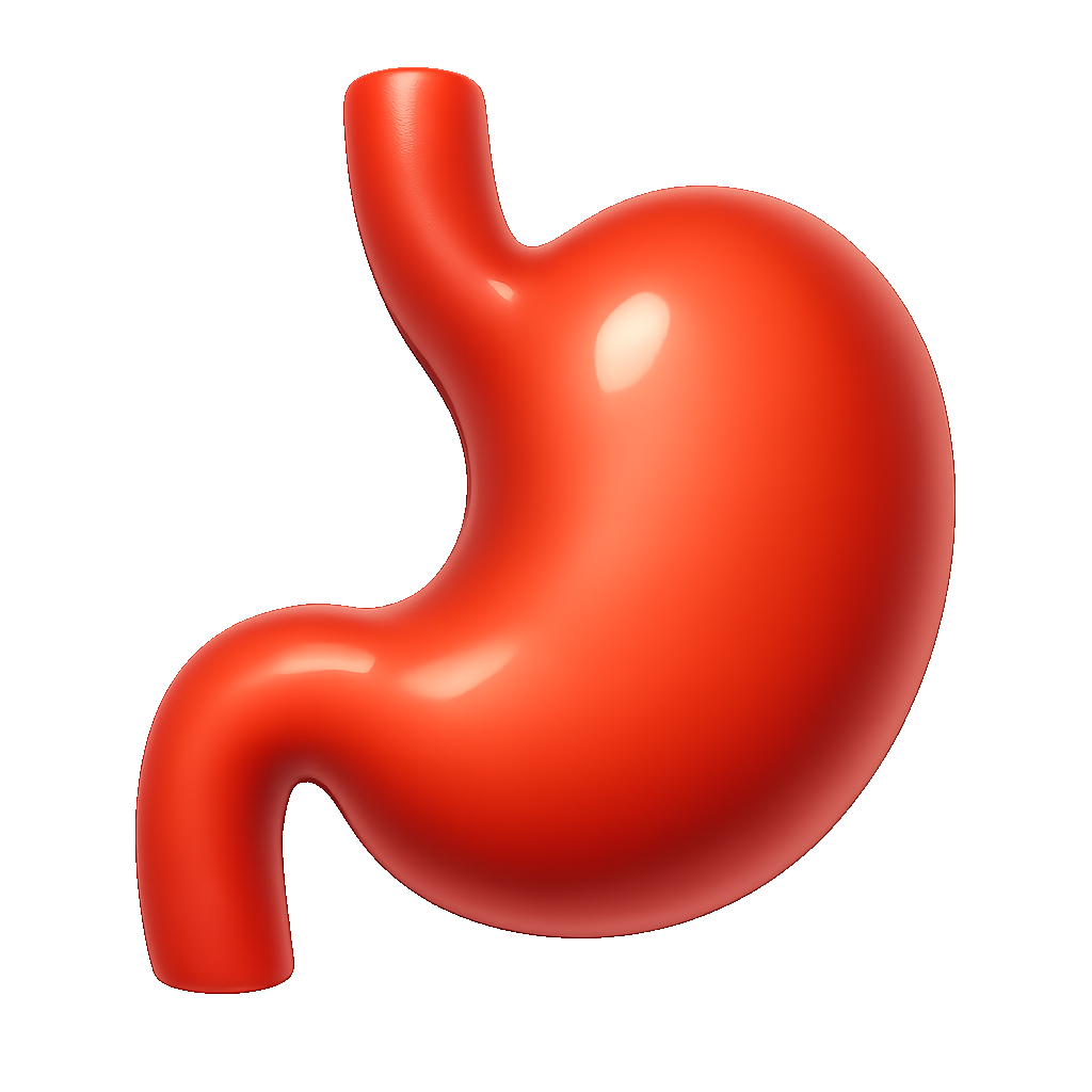 dạ dày stomach