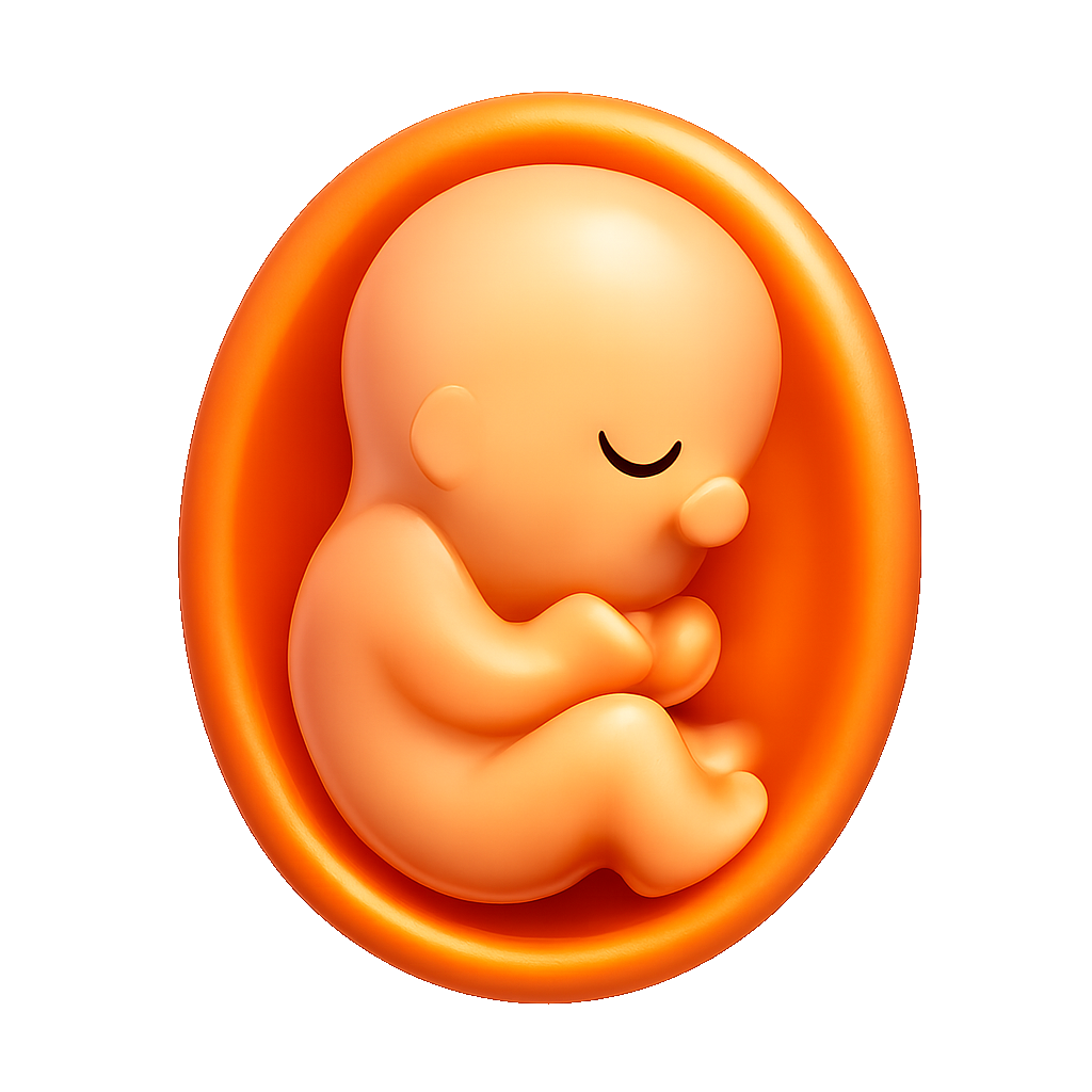 thai fetus