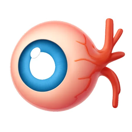 视网膜 võng mạc